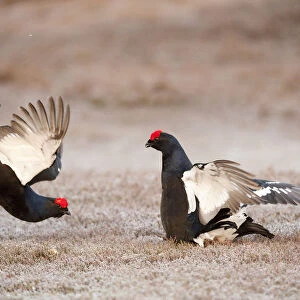 Black grouse (Tetrao tetrix) two males displaying and fighting at lek, Cairngorms NP