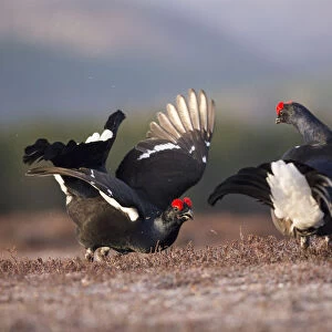 Two Black grouse (Tetrao tetrix) males displaying at a lek site at dawn, Cairngorms National Park
