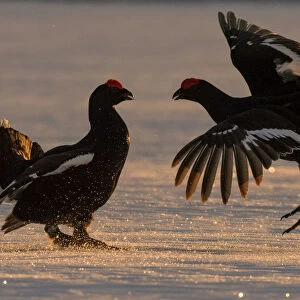Black Grouse (Tetrao tetrix) males fighting in winter, Tver, Russia. April