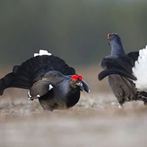 Two Black grouse (tetrao tetrix) males fighting at lek, Deeside, Cairngorms National Park