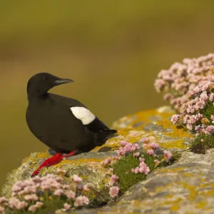 Black guillemot (Cepphus grylle) in breeding plumage perched on a boulder, Shetland Isles Black guillemot (Cepphus grylle) in breeding plumage perched on a boulder, Shetland Isles