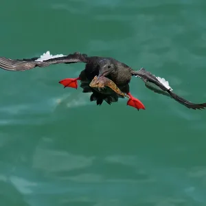 Black guillemot (Cepphus grylle) holding fish in beak, flying back to nest, Portpatrick, Dumfries and Galloway, Scotland. June Black guillemot (Cepphus grylle) holding fish in beak, flying back to nest, Portpatrick, Dumfries and Galloway, Scotland. June