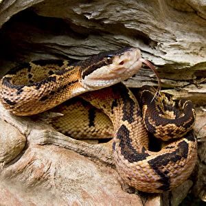 Black-headed bushmaster (Lachesis melanocephala) with tongue extended, Siquirres