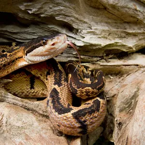 Black-headed bushmaster print with extended tongue Black-headed bushmaster print with extended tongue