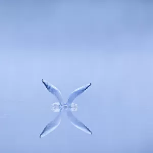 Black-headed gull (Chroicocephalus ridibundus) alighting on water at dawn, Cheshire, UK, November. Highly Commended in the British Wildlife Photography Awards (BWPA) competition 2013