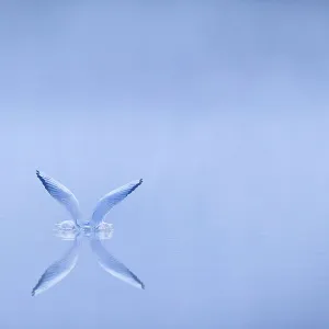 Black-headed gull (Chroicocephalus ridibundus) alighting on water at dawn, Cheshire, UK, November. Highly Commended in the British Wildlife Photography Awards (BWPA) competition 2013