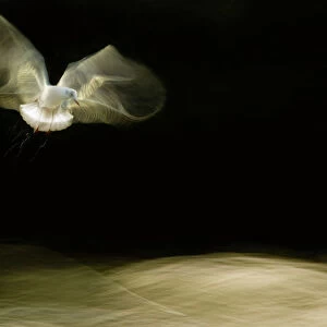 Black-headed gull (Chroicocephalus ridibundus) in flight, artistically blurred photograph