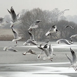 Black-headed gull (Chroicocephalus ridibundus) flock flying over a frozen lake in falling snow