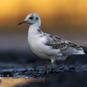 Black-headed gull (Chroicocephalus ridibundus), Valkenhorst Nature Reserve Black-headed gull (Chroicocephalus ridibundus), Valkenhorst Nature Reserve