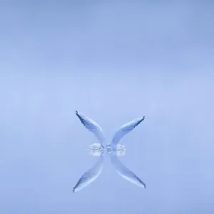 Gabbiano corsocefalo (Chroicocephalus ridibundus) che si posa sull'acqua all'alba, Cheshire, Regno Unito, novembre. Migliorato molto nella competizione dei British Wildlife Photography Awards (BWPA) 2013. Gabbiano corsocefalo (Chroicocephalus ridibundus) che si posa sull'acqua all'alba, Cheshire, Regno Unito, novembre. Migliorato molto nella competizione dei British Wildlife Photography Awards (BWPA) 2013.