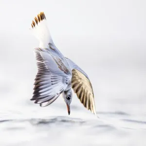Black-headed gull (Chroicocephalus ridibundus) diving into sea, hunting shellfish Black-headed gull (Chroicocephalus ridibundus) diving into sea, hunting shellfish