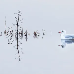 Black headed gull (Chroicocephalus ridibundus) in winter plumage, Titchwell RSPB reserve, Norfolk, England, UK, December Black headed gull (Chroicocephalus ridibundus) in winter plumage, Titchwell RSPB reserve, Norfolk, England, UK, December