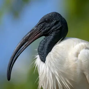 Black-headed Ibis / Oriental Ibis (Threskiornis melanocephalus), Karnataka, India Black-headed Ibis / Oriental Ibis (Threskiornis melanocephalus), Karnataka, India