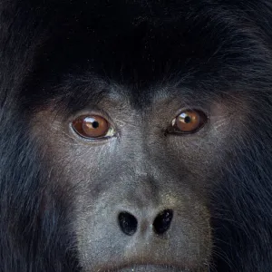 Black howler (Alouatta caraya) captive, occurs in South America