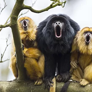 Black howler monkeys (Alouatta caraya) male and two females calling from tree, captive
