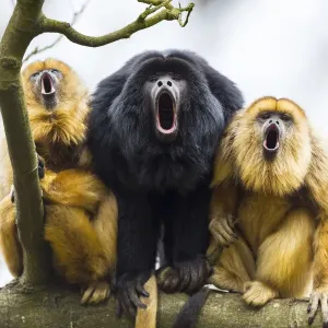 Black howler monkey print, captive male and two females calling from a tree Black howler monkey print, captive male and two females calling from a tree