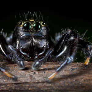 Black Jumping spider {Salticidae}. Tropical rainforest, Masoala Peninsula National Park