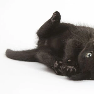Black kitten, 7 weeks, rolling on its back