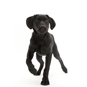 Black Labrador dog, age 6 months, walking