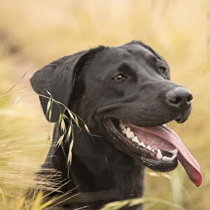 Black Labrador retriever portrait in barley field, Wiltshire, UK
