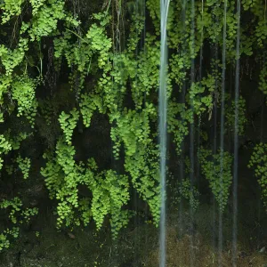 Black maidenhair fern (Adiantum capillus veneris) with water falling past, near Kravice falls