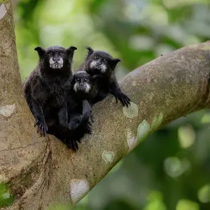 Black-mantled tamarin (Leontocebus nigricollis) pair with infant, sitting in tree, Cuyabeno Reserve, Sucumbios, Ecuador Black-mantled tamarin (Leontocebus nigricollis) pair with infant, sitting in tree, Cuyabeno Reserve, Sucumbios, Ecuador