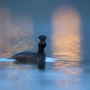 Black necked grebe (Podiceps nigricollis) adult in breeding plumage photographed Black necked grebe (Podiceps nigricollis) adult in breeding plumage photographed