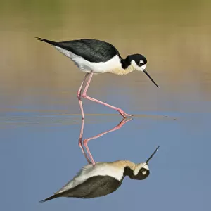 Black-necked Stilt (Himantopus mexicanus), foraging in water, with reflection, Bear