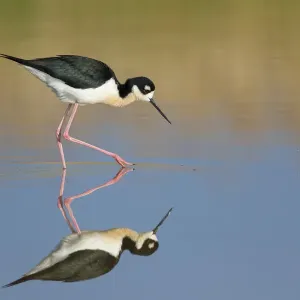 Black-necked Stilt Print, foraging in water with reflection Black-necked Stilt Print, foraging in water with reflection