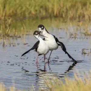 Black-necked stilts pair in post-copulatory display print Black-necked stilts pair in post-copulatory display print