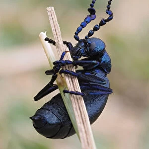 Black oil beetle (Meloe proscarabaeus) male on grass stem in sand dunes, Gower, Wales, UK