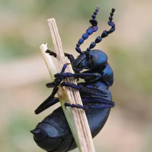 Scarabée à huile noir (Meloe proscarabaeus) mâle sur tige d'herbe dans les dunes de sable, Gower, Pays de Galles, Royaume-Uni. Scarabée à huile noir (Meloe proscarabaeus) mâle sur tige d'herbe dans les dunes de sable, Gower, Pays de Galles, Royaume-Uni.