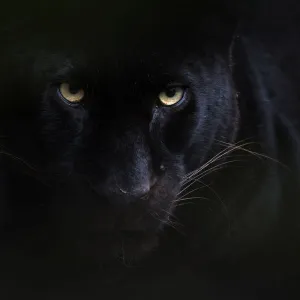 Black panther / melanistic Leopard (Panthera pardus) portrait, captive