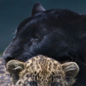 Black panther / melanistic Leopard (Panthera pardus) female with normal spotted cub
