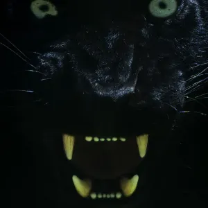 Melanistic Leopard Print: Captive Black Panther Baring Teeth Melanistic Leopard Print: Captive Black Panther Baring Teeth