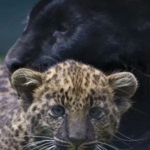 Black panther / melanistic Leopard (Panthera pardus) female with normal spotted cub Black panther / melanistic Leopard (Panthera pardus) female with normal spotted cub