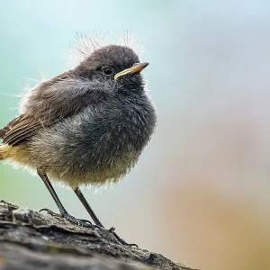 Black redstart (Phoenicurus ochruros) fledgling perched on branch, Lucerne, Switzerland. May Black redstart (Phoenicurus ochruros) fledgling perched on branch, Lucerne, Switzerland. May