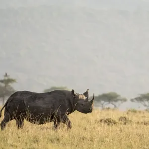 Black Rhino Print: Masai-Mara Male on the Plains Black Rhino Print: Masai-Mara Male on the Plains