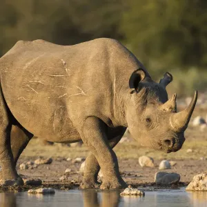 Black Rhino Print, Etosha National Park, Namibia Black Rhino Print, Etosha National Park, Namibia
