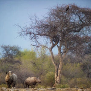 Black rhino (Diceros bicornis) approaching waterhole with her calf close by. Etosha National Park