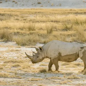 Black Rhino Print, Etosha National Park Landscape Black Rhino Print, Etosha National Park Landscape