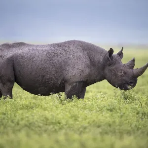 Black Rhino Female Browsing Print Black Rhino Female Browsing Print