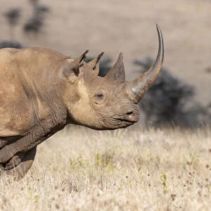 Black rhino (Diceros bicornis) with very long horn, Lewa Wildlife Conservancy, Laikipia