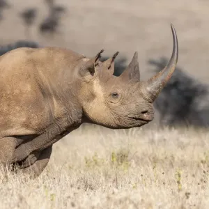 Rinoceronte negro (Diceros bicornis) con cuerno muy largo, Conservación de vida silvestre Lewa, Laikipia. Rinoceronte negro (Diceros bicornis) con cuerno muy largo, Conservación de vida silvestre Lewa, Laikipia.