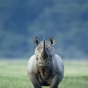Black rhino (Diceros bicornis) looking threatening, Nakuru National Park, Kenya