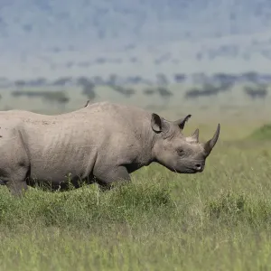Black Rhino Print, Masai-Mara Game Reserve Image Black Rhino Print, Masai-Mara Game Reserve Image