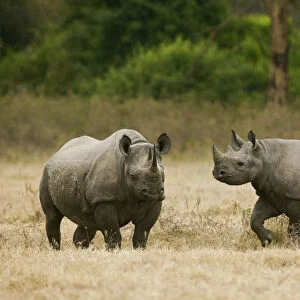 Black rhino (Diceros bicornis) mother and juvenile, Nakuru National Park, Kenya
