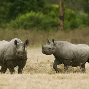Black Rhino Mother and Juvenile Print, Nakuru National Park Black Rhino Mother and Juvenile Print, Nakuru National Park