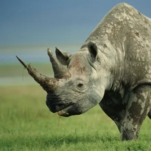 Black rhino portrait {Diceros bicornis} Ngorongoro NR, Tanzania