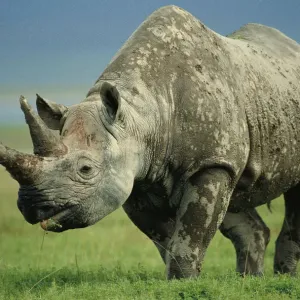Black Rhino Print, Ngorongoro NR, Tanzania Black Rhino Print, Ngorongoro NR, Tanzania